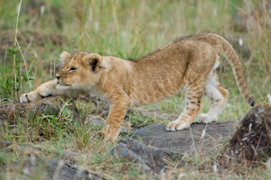 lion cubs